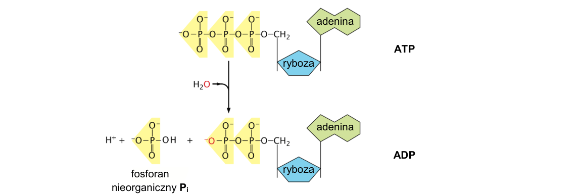 Rycina do zadania 2.1