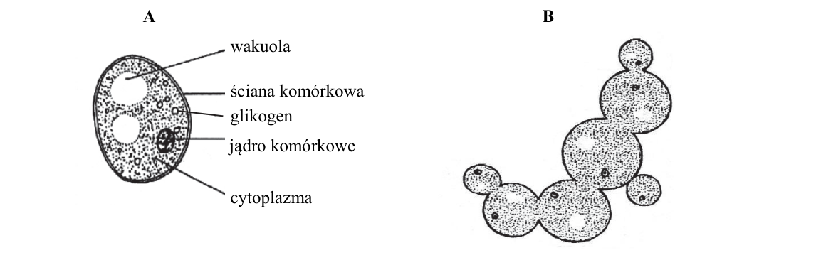 Rycina do zadania 6.1