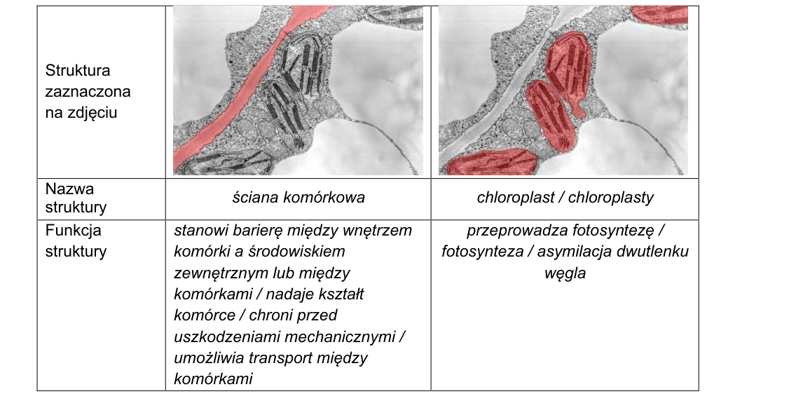 Rycina do rozwiązania zadania 2.1