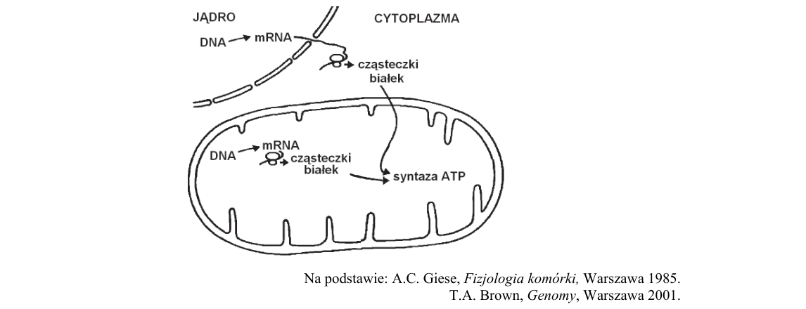 Rycina do zadania 2.1