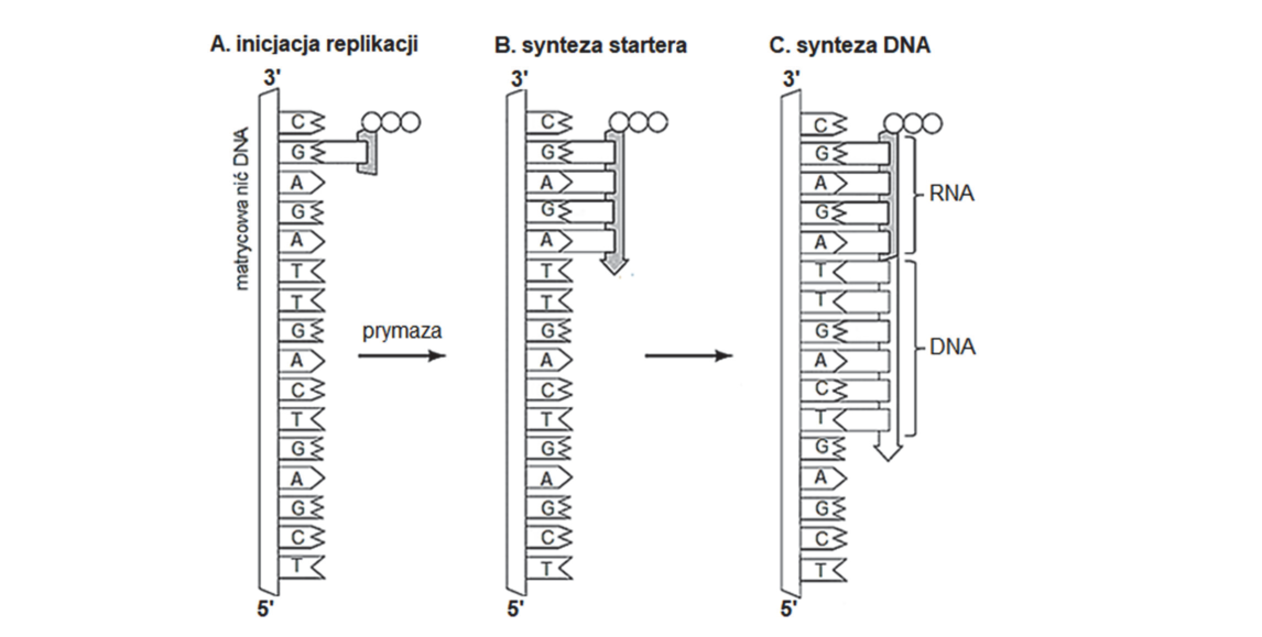 Rycina do zadania 18.3