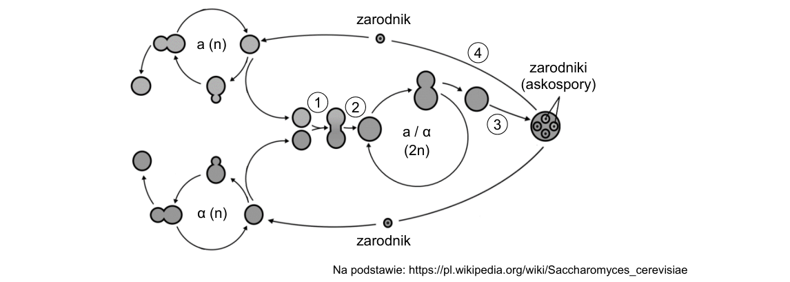 Rycina do zadania 4.1