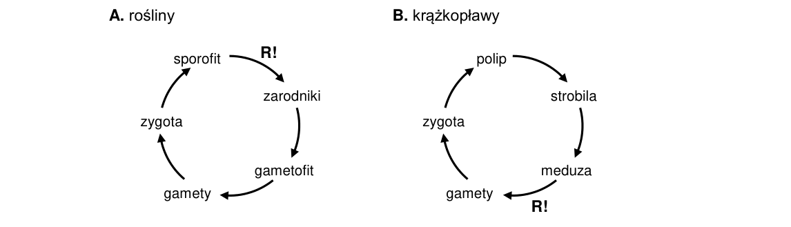 Rycina do rozwiązania zadania 3.1