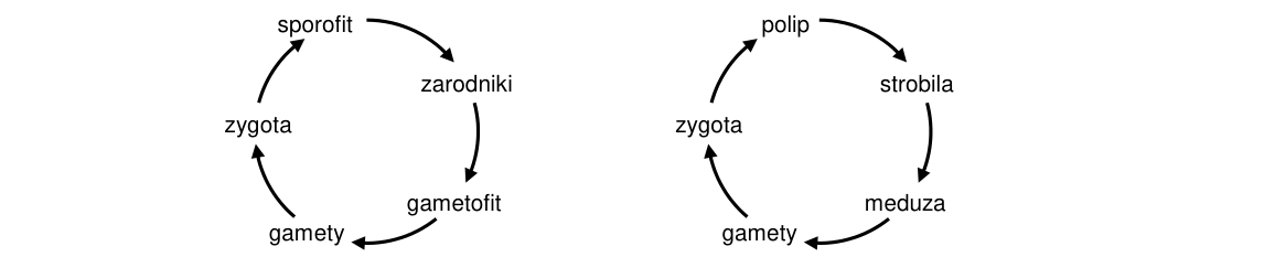 Rycina do zadania 3.1