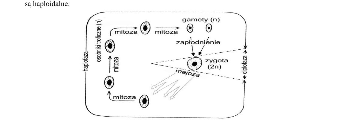 Rycina do zadania 24