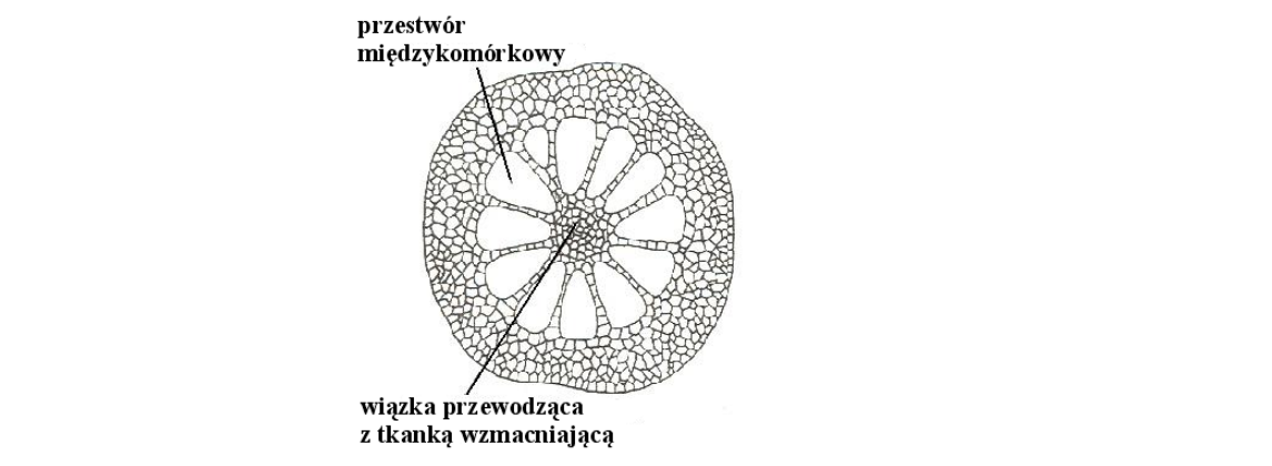 Rycina do zadania 16