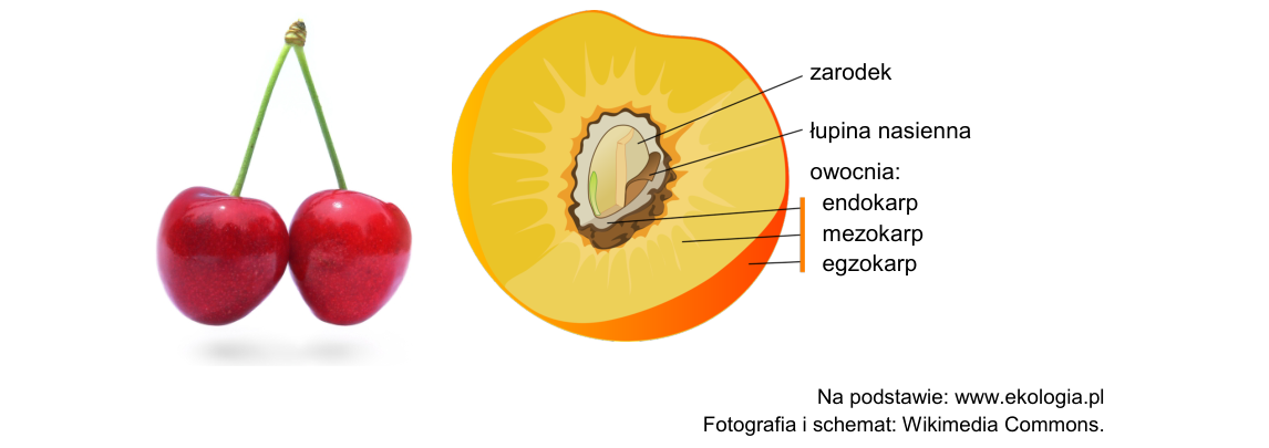Rycina do zadania 7.2