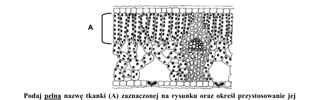 Rycina do zadania 9