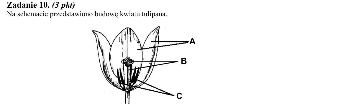 Rycina do zadania 10