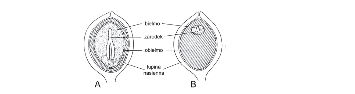 Rycina do zadania 6.1