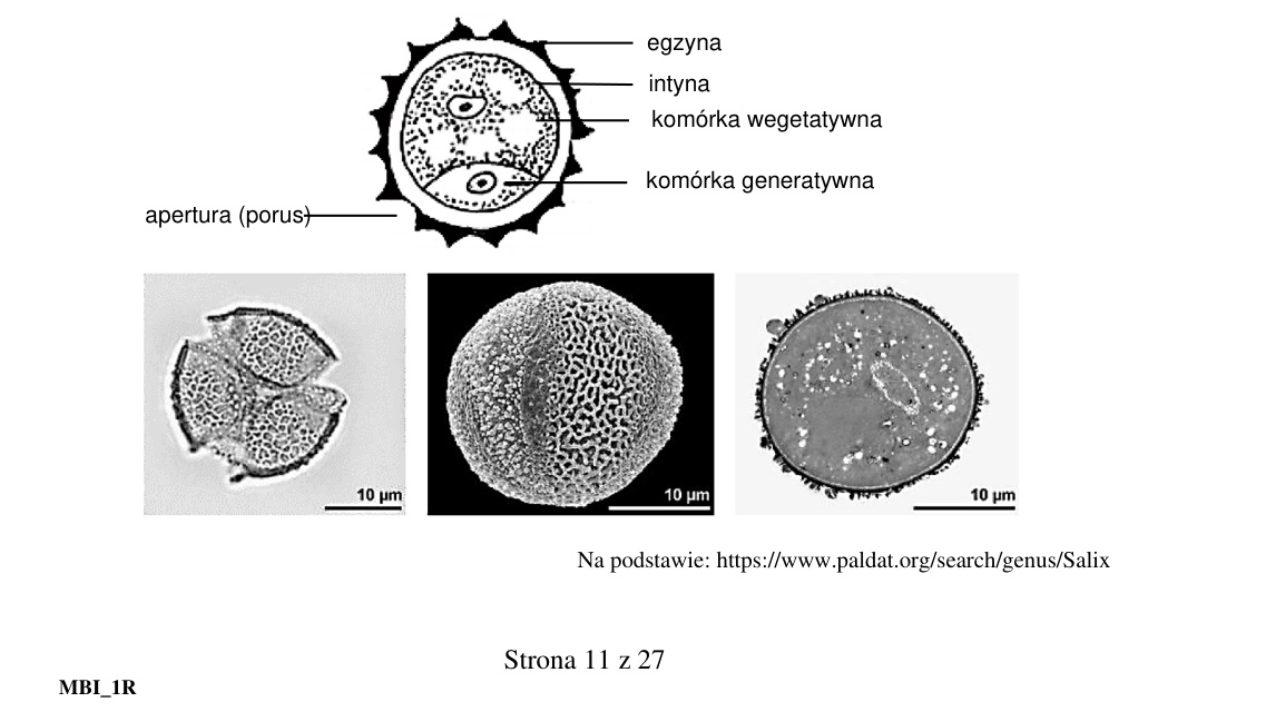 Rycina do zadania 8.1