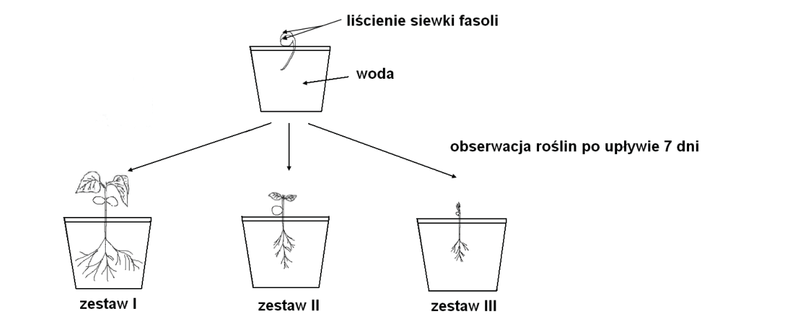 Rycina do zadania 21