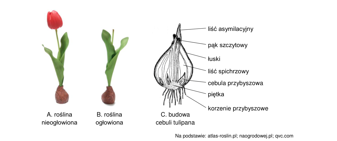 Rycina do zadania 7.1