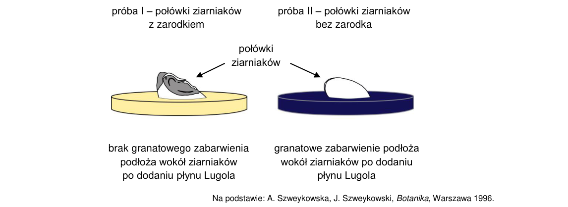 Rycina do zadania 8.2