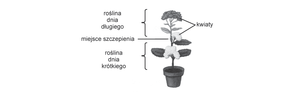 Rycina do zadania 17