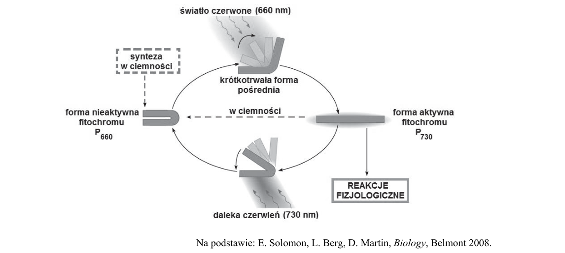 Rycina do zadania 3.1