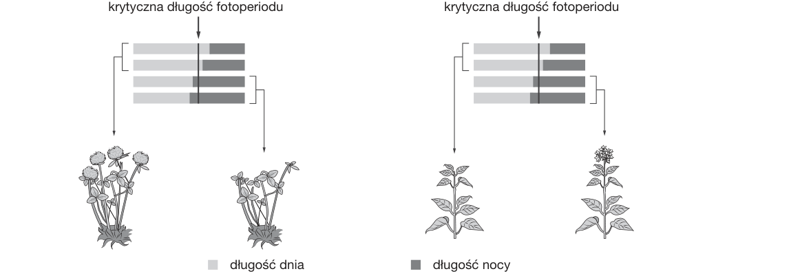Rycina do zadania 10.1