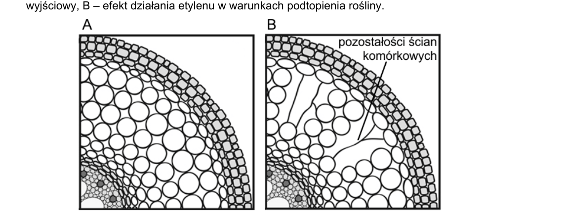 Rycina do zadania 10.1