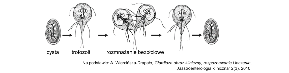 Rycina do zadania 8.1