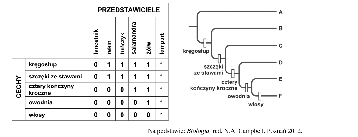 Rycina do zadania 1.1