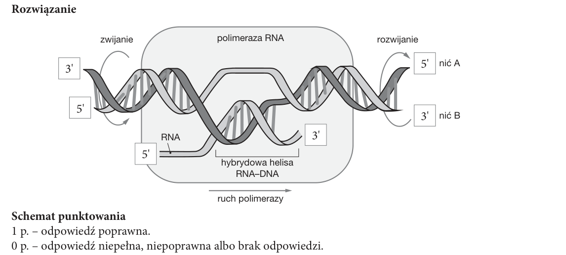 Rycina do rozwiązania zadania 19.1
