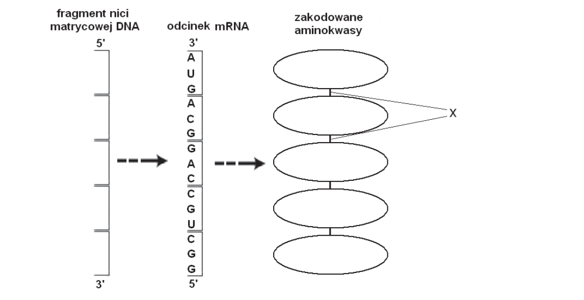 Rycina do zadania 19.3