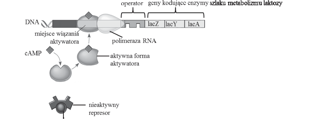 Rycina do zadania 16.1