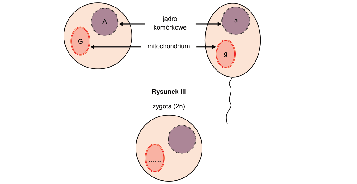 Rycina do zadania 18