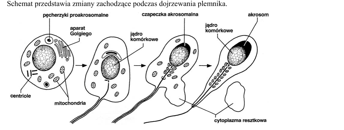Rycina do zadania 30
