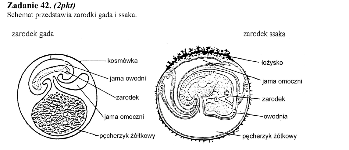 Rycina do zadania 42