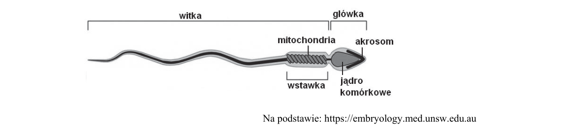 Rycina do zadania 12.2