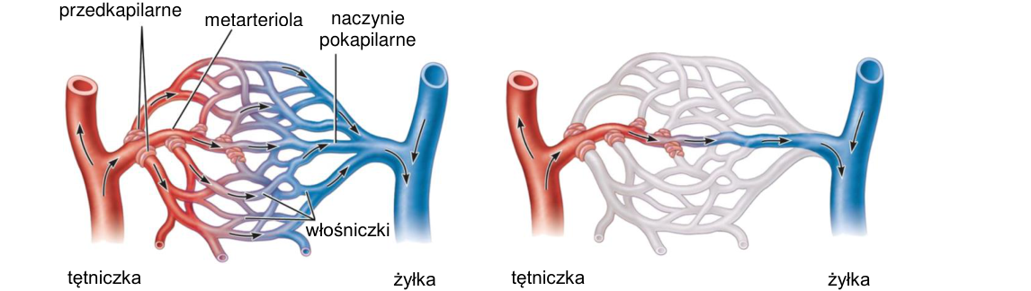 Rycina do zadania 12.2