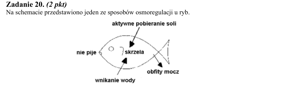 Rycina do zadania 20