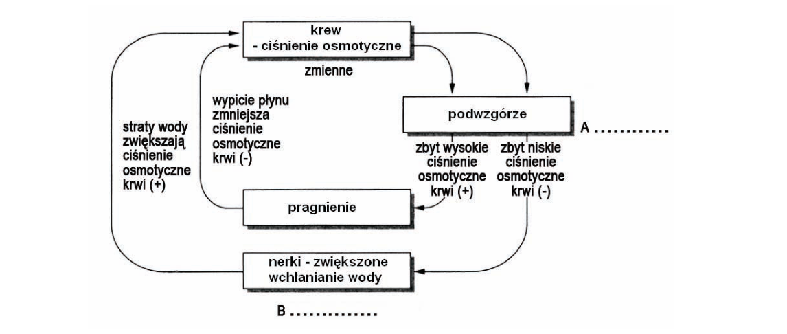 Rycina do zadania 23