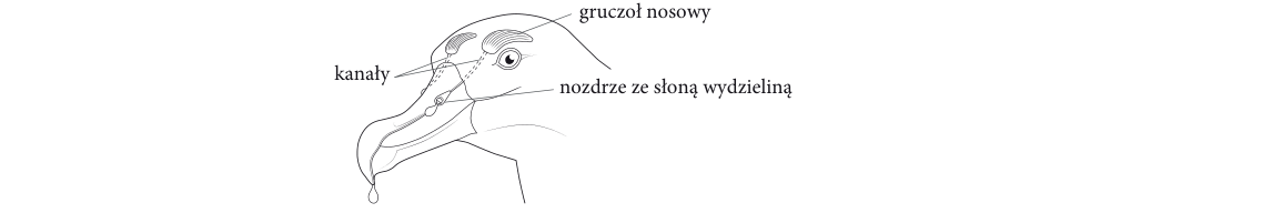 Rycina do zadania 11.2