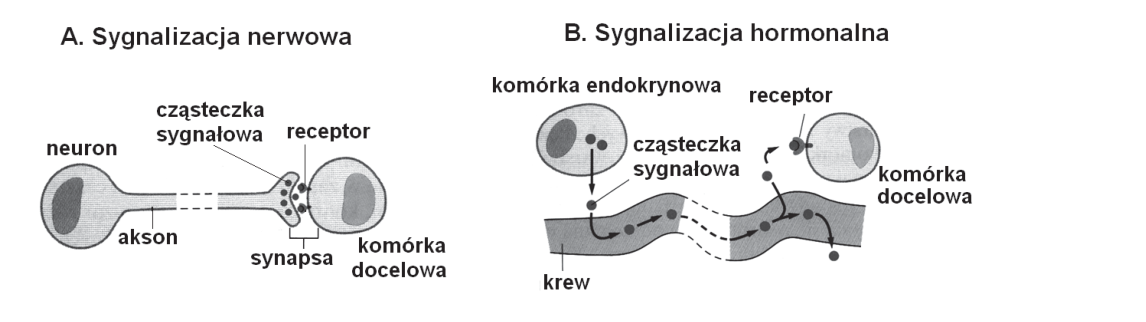 Rycina do zadania 15