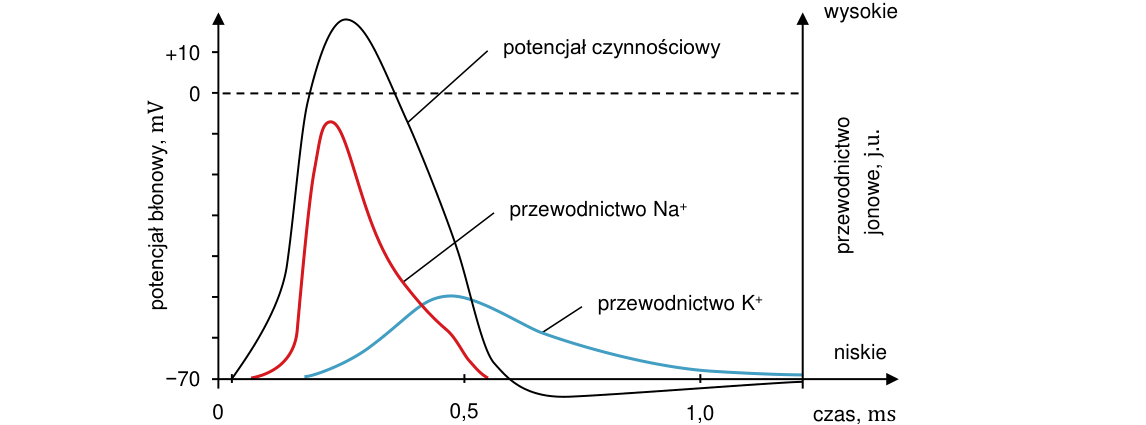 Rycina do zadania 4