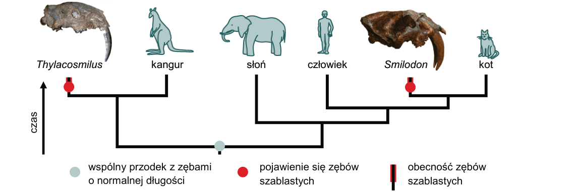 Rycina do zadania 20.1