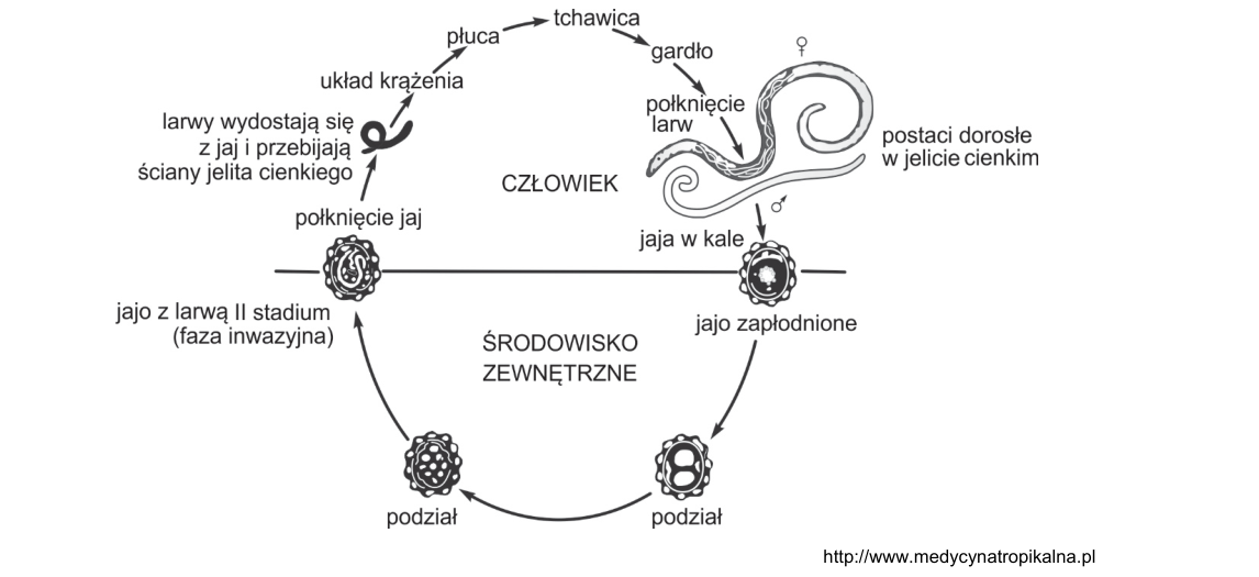 Rycina do zadania 9.2