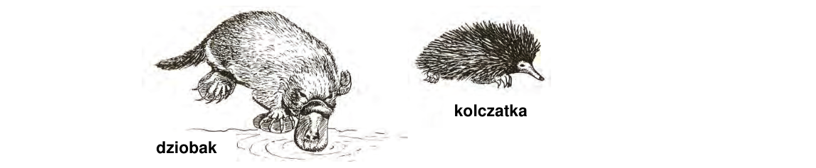 Rycina do zadania 20