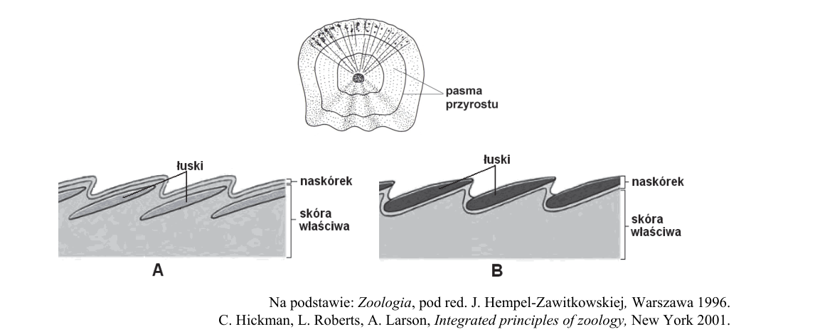 Rycina do zadania 9.2